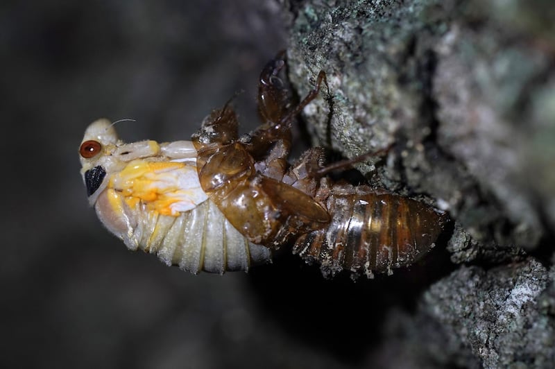 An adult cicada sheds its nymphal skin on the bark on an oak tree. AP Photo