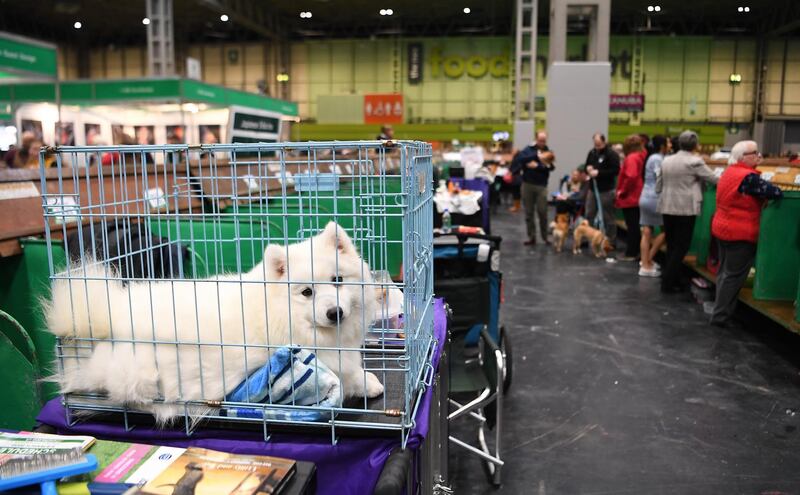 A German Spitz awaits competition at Crufts Dog Show in Birmingham, Britain.  EPA