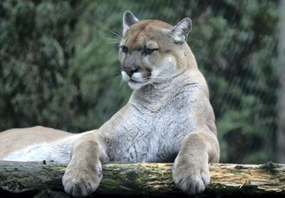 STONEHAM, MA - JULY 31: A Cougar rests inside its exhibit at the Stone Zoo. The Stone Zoo is facing financial Challenges and may have to make budget cuts to stay open. (Photo by Jonathan Wiggs/The Boston Globe via Getty Images)