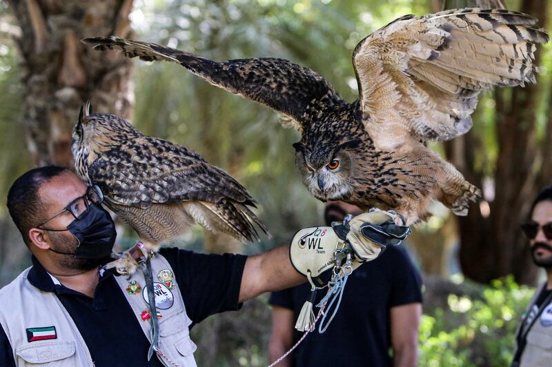 An Eurasian eagle owl spreads its wings as it perches on the arm of a member of the Kuwait Owl Team, while another bird clings to the enthusiast's shoulder. AFP