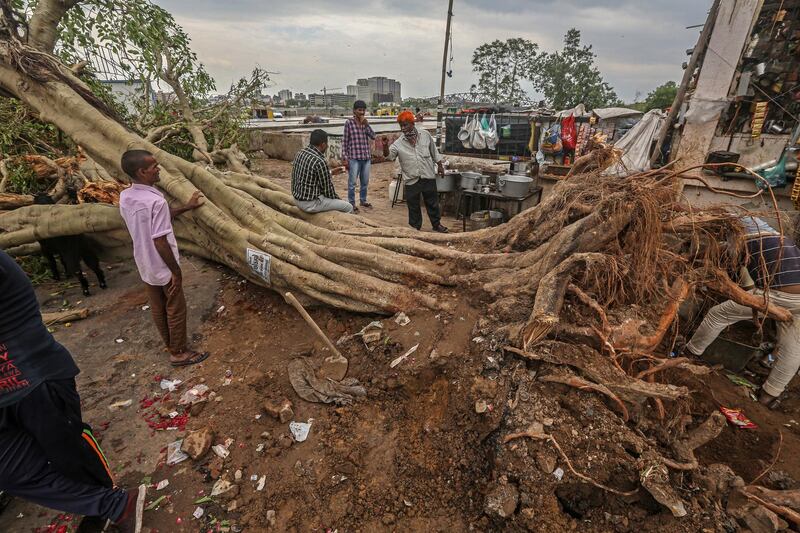 An uprooted tree in Ahmedabad, Gujarat, India. EPA