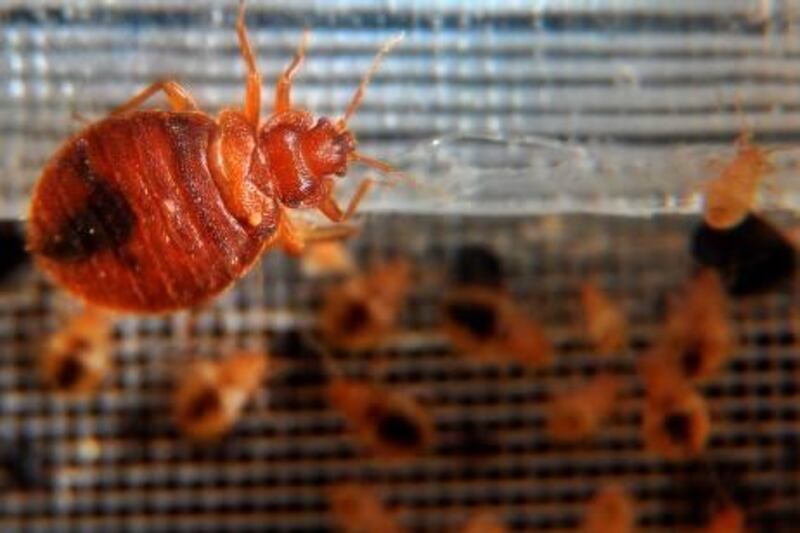 Bed bugs crawl around in a container on display during the 2nd National Bed Bug Conference in Washington, DC, February 2, 2011. In response to consumer concern about the rising incidence of bed bugs in the United States, the Federal Bed Bug Workgroup will hold the National Bed Bug Summit on February 1-2, 2011. During the meeting, panels will discuss bed bug initiatives, identify gaps in knowledge and outline suggested ideas for improving control on a community-wide basis. AFP PHOTO/Jewel Samad
 *** Local Caption ***  199620-01-08.jpg