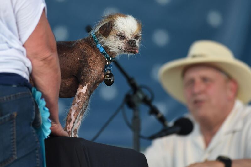 Tee Tee, a Chinese Crested, is shown to judge Brian Sobel during The World's Ugliest Dog Competition. Josh Edelson / AFP