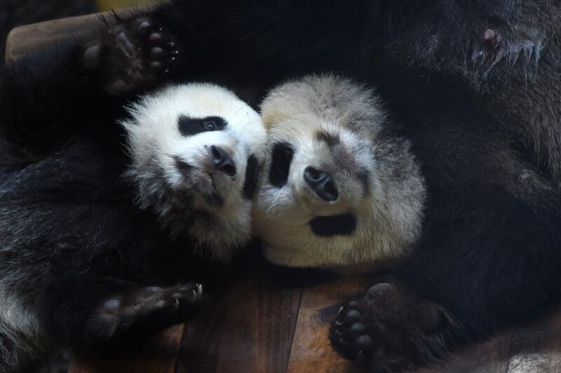 Panda cub Yuan Meng plays with its mother Huan Huan on his birthda in Saint-Aignan-sur-Cher, France. Guillame Souvant / AFP Photo