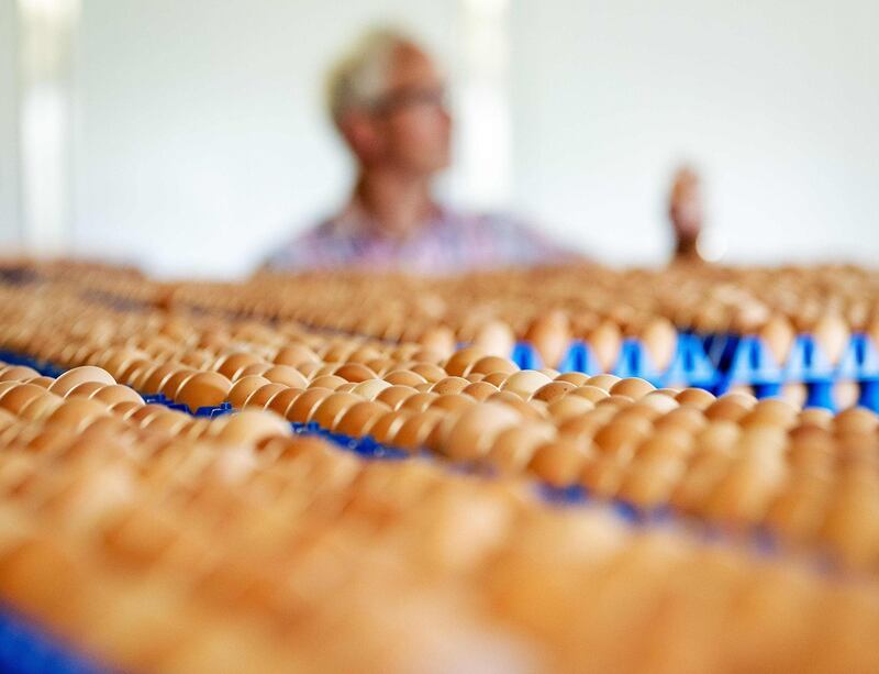 A picture taken on August 1, 2017 in Putten, shows eggs at a poultry farm.
The farm has been shut down by the Dutch food and product safety board NVWA after fipronil was found in samples of eggs. The chemical is classed as a ‘moderately hazardous pesticide’ by the World Health Organisation. In the Netherlands it is banned in the poultry sector. / AFP PHOTO / ANP / Robin van Lonkhuijsen / Netherlands OUT