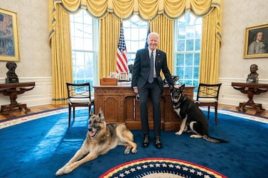 President Joe Biden poses with family dogs, Champ and Major, in the Oval Office of the White House. Adam Schultz