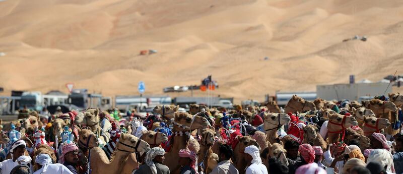 Handlers prepare to race camels. Karim Sahib / AFP Photo