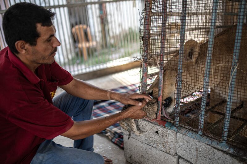 A zoo employee helps a lioness clean her newborn lion cub at Nama zoo in Gaza City.  AP