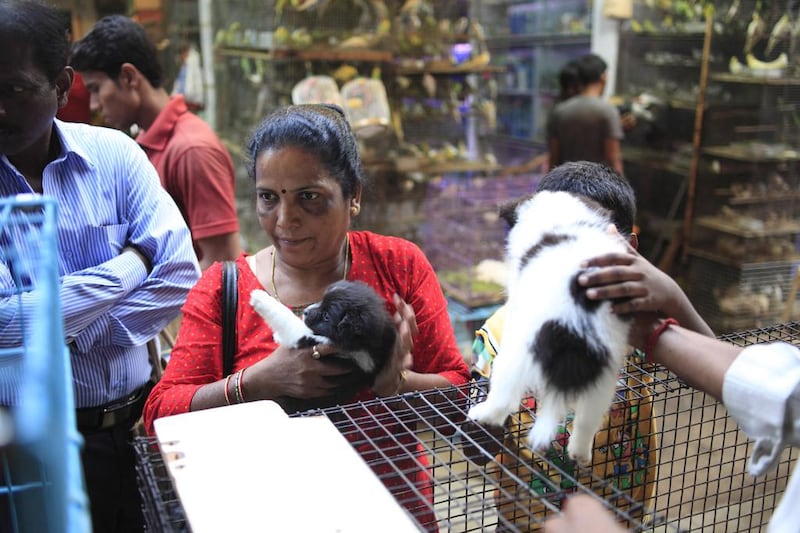 A customer picks a dog to purchase from a pet shop at Crawford Market. Subhash Sharma for The National