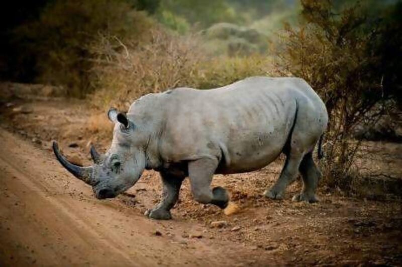 Lawrence Anthony describes his "intensely personal" attempt to safeguard the future of rhinos, an animal he calls "eternally beautiful". Gallo Images