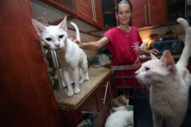 Dubai, UAE - July 15, 2009 - Petra Mueller pets Arabian Maus in her kitchen. Mueller has over 80 rescued cats living in her home, many of them considered to be a species of cat native to UAE, called the Arabian Mau. (Nicole Hill / The National) *** Local Caption ***  NH CATS11.jpg