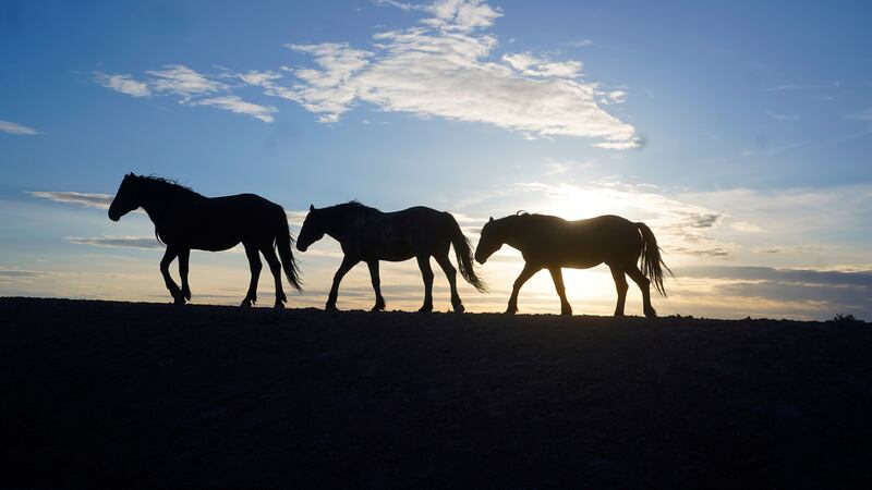 Wild horses can also currently be found in Arizona, California, Colorado, Idaho, North Dakota, New Mexico, Oregon, Utah and Wyoming. AP