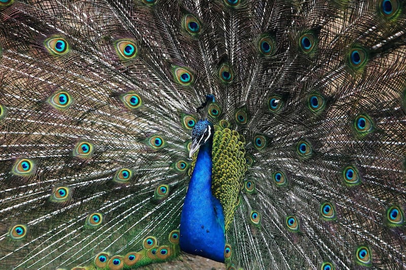 A peacock in its enclosure at the Kuwait Zoo, in Kuwait City. AFP