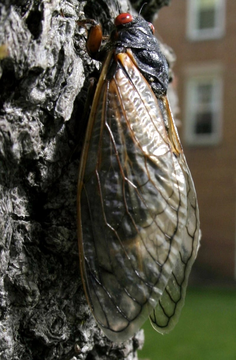 FILE PHOTO: A newly emerged adult cicada dries its wings on a tree in Arlington, Virginia May 12, 2004. Billions, probably trillions, of cicadas are emerging this month across the eastern United States in a monster swarm known as Brood X or brood 10./File Photo