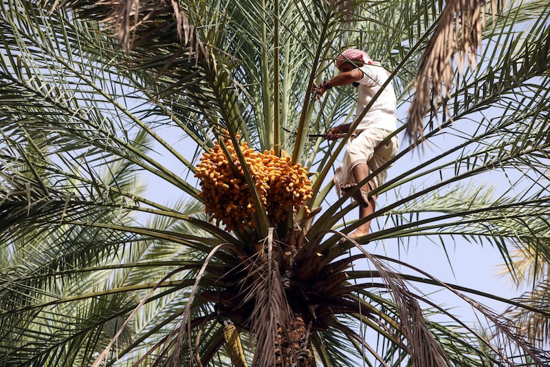 Omani Mabsali dates are harvested from a tree in Bidiyya, east of Muscat.