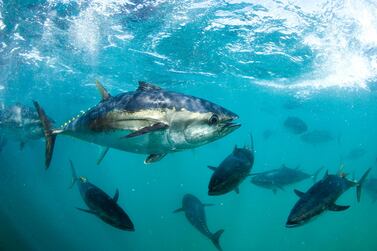 Finless Fish is growing Bluefin Tuna in its labs in California. Alamy