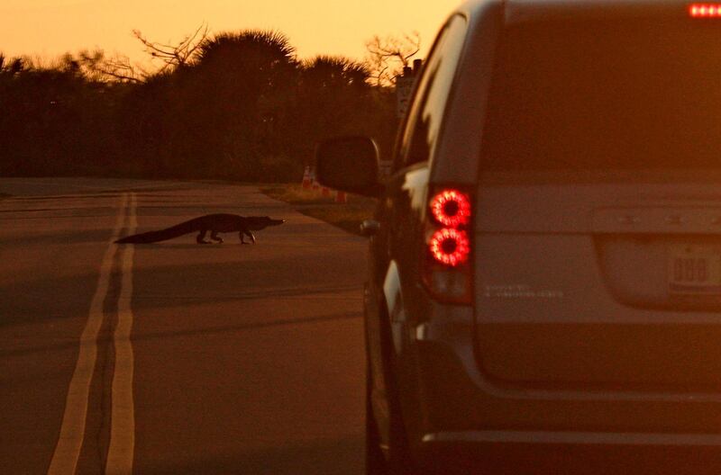 An alligator crosses a road on Merritt Island at sunset near the Kennedy Space Center in Florida. AFP