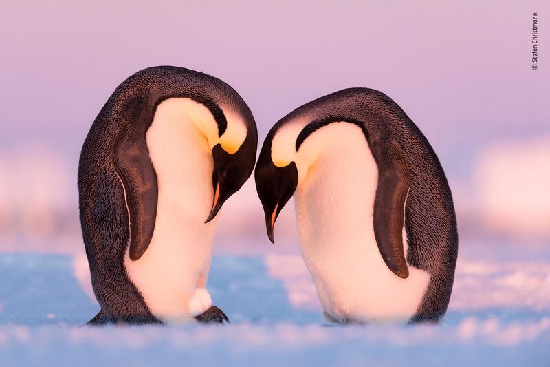 Training session by Stefan Christmann, Germany. When Christmann came across this penguin couple in Atka Bay, Antarctica, seemingly with an egg, he was surprised as it was too early in the season for egg laying. Upon closer inspection he discovered the egg was a snowball. Perhaps the diligent couple were practicing egg transfer in preparation for when their real egg arrived. This is possibly the first time it has ever been witnessed and documented. Stefan Christmann / Wildlife Photographer of the Year