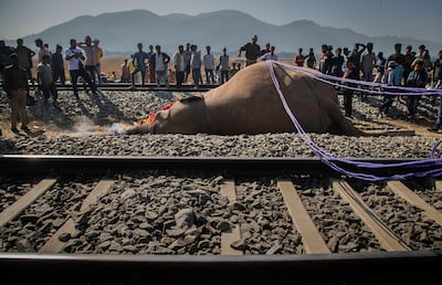 Wild elephants are killed as they cross railway tracks on their migration routes.  AP Photo