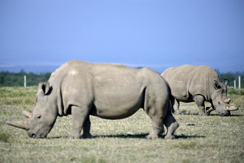 Fatu (background), 19, and her mother Najin, 30, two female northern white rhinos, the last two northern white rhinos left on the planet, graze in their secured paddock on August 23, 2019 at the Ol Pejeta Conservancy in Nanyuki, 147 kilometres north of the Kenyan capital, Nairobi. - Veterinarians have successfully harvested eggs from the last two surviving northern white rhinos, taking them one step closer to bringing the species back from the brink of extinction, scientists said in Kenya on August 23. Science is the only hope for the northern white rhino after the death last year of the last male, named Sudan, at the Ol Pejeta Conservancy in Kenya where the groundbreaking procedure was carried out August 22, 2019. (Photo by TONY KARUMBA / AFP)