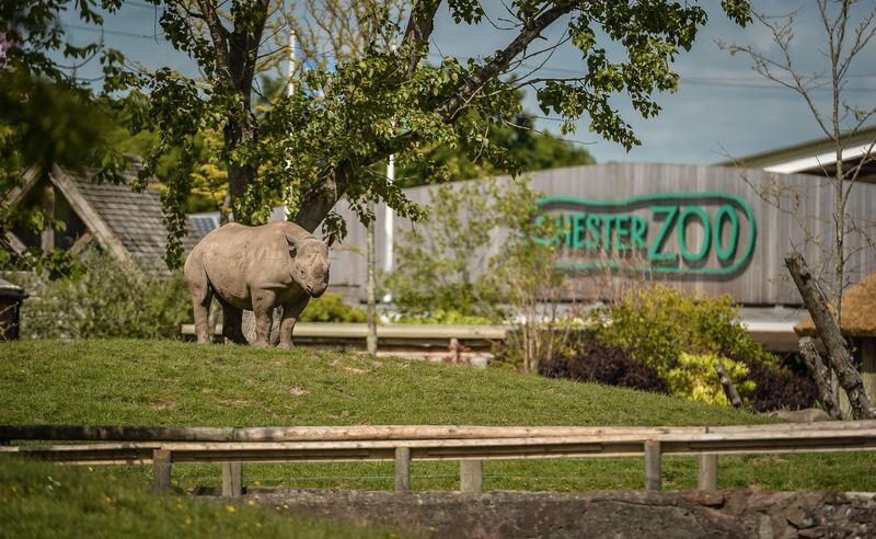 Large Visitor Attraction of the Year finalist - Chester Zoo.