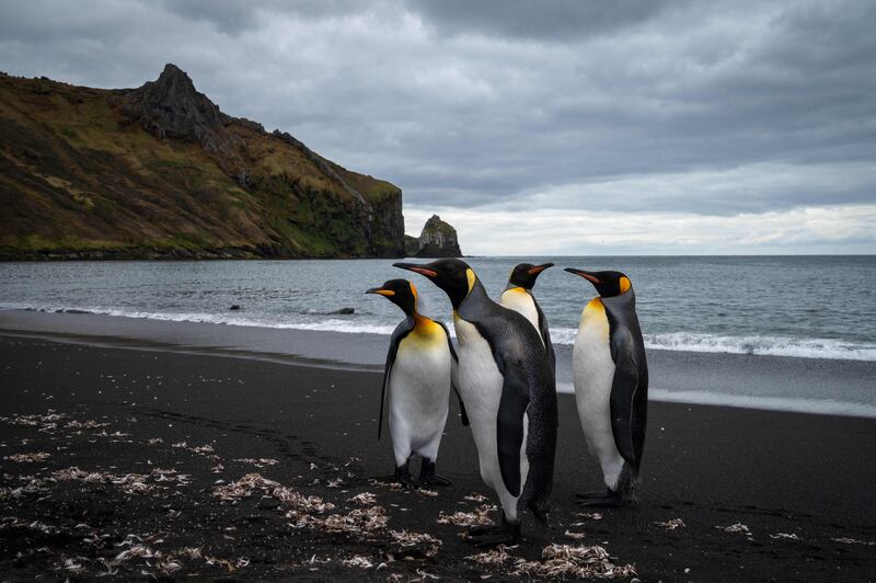 King penguins on Possession Island. The archipelago is home to half the world's king penguin population
