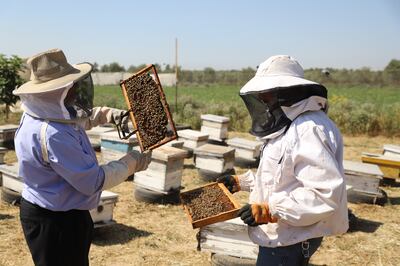 Beekeeper Essam Jarradah, left, and his son inspect one of their newly installed beehives. Photo: Salem Elrayyes
