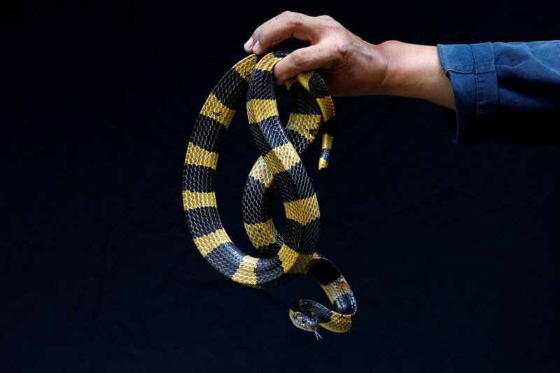 Pukpinyo shows a Bungarus fasciatus snake.