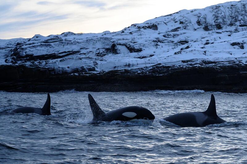 Orcas swim in the waters of the Reisafjorden fjord region, near the Norwegian northern city of Tromso in the Arctic Circle, on January 13, 2019. (Photo by Olivier MORIN / AFP)