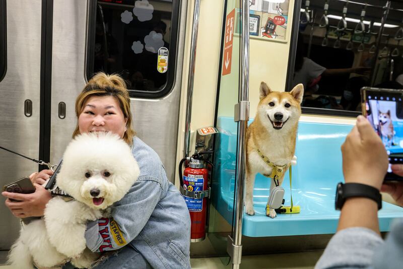 Passengers take pictures of their pet dogs on the Taipei Mass Rapid Transit, in Taipei. AFP