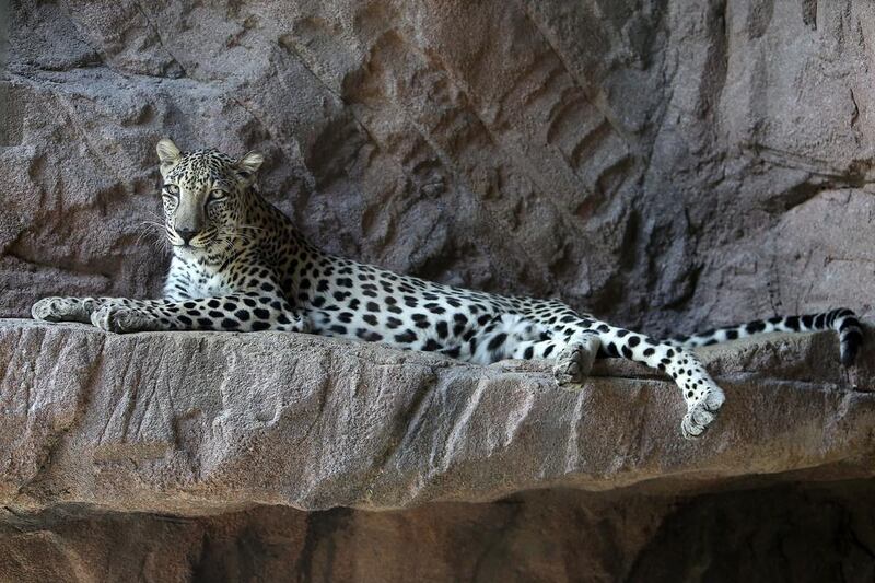 An Arabian leopard rests at the Arabian Wildlife Centre on Al Dhaid road in Sharjah. Experts say projects to study and protect such large cat species can benefit from philanthropic initiatives. Pawan Singh / The National 