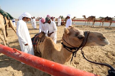 Camels are prepared for the preliminary race. Chris Whiteoak / The National