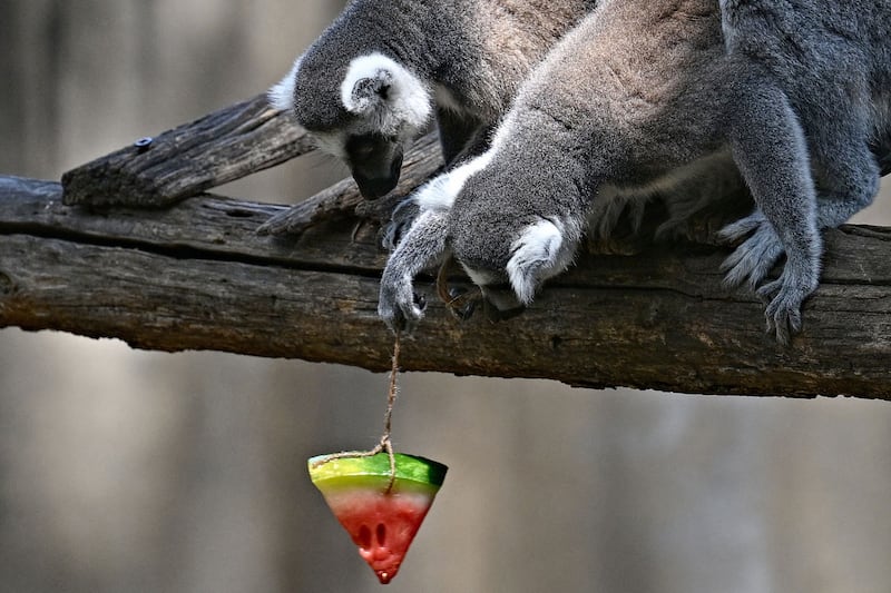 Lemurs try to reach iced fruit at the Rome Zoo in Italy. AFP