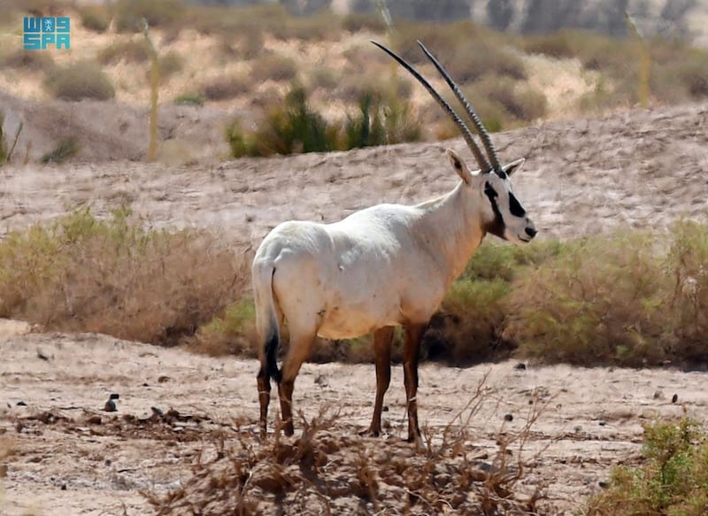 ع / تقرير / "واس" توثّق التناغم البيئي في محمية "شرعان" بمحافظة العُلا  18 شعبان,1442 هـ(واس)



Sharaan Nature Reserve. SPA