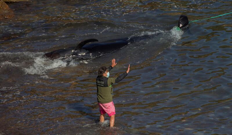 An environmental agent try to help recovering one of the eight pilot whales stranded at El Tranqueru beach in Asturias, Northern Spain. EPA