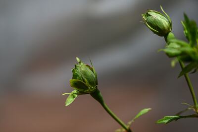 Green roses in a greenhouse in Halfeti. AFP