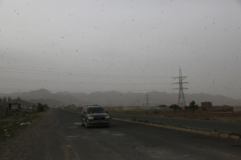 Swarms of desert locusts fly around a farm.