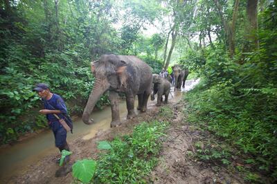 Elephants. Courtesy Mandalao Tours