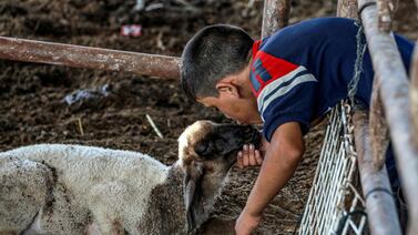 A boy pets a sheep sitting in a cattle pen in Deir Al Balah in the central Gaza Strip. Livestock prices have soared and people are unable to buy animals to sacrifice ahead of Eid Al Adha. AFP