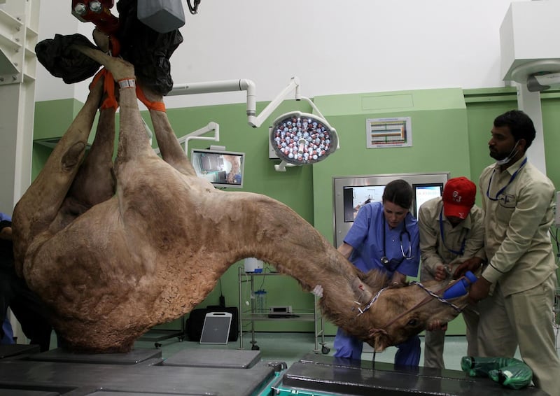 A camel is seen as he is being brought for the foot surgery at the Dubai Camel Hospital in Dubai, UAE. Satish Kumar / Reuters