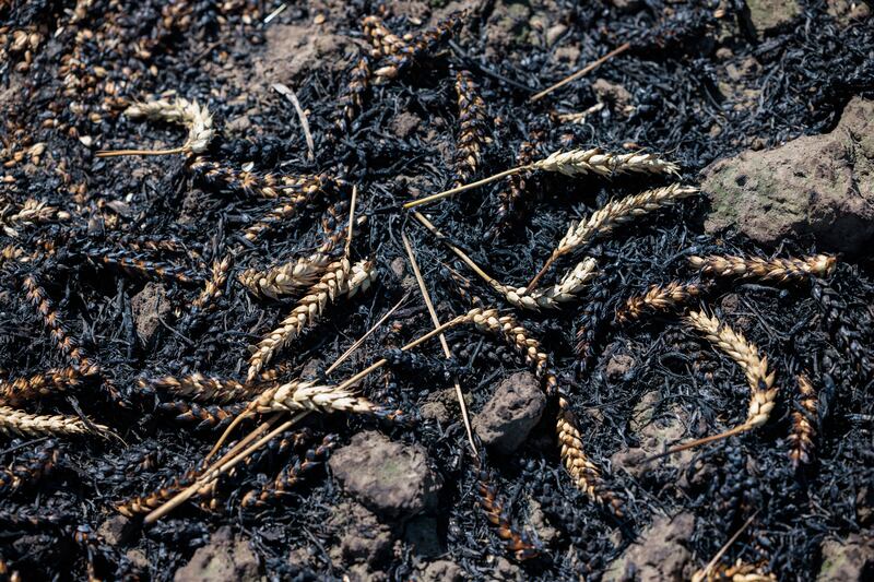 Burnt wheat after a field fire in July 2022, in Zoerbig, Germany