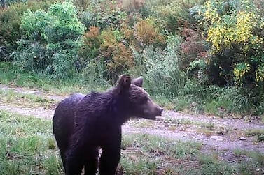 A brown bear has been spotted in the Invernadeiro national park in Galicia, Spain for the first time in a century and a half. Courtesy Zeitun Films / YouTube