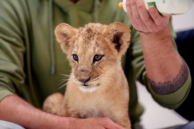 Taras, one of the orphaned cubs, being fed at Poznan Zoo in Poland before being transferred to a new home in Minnesota