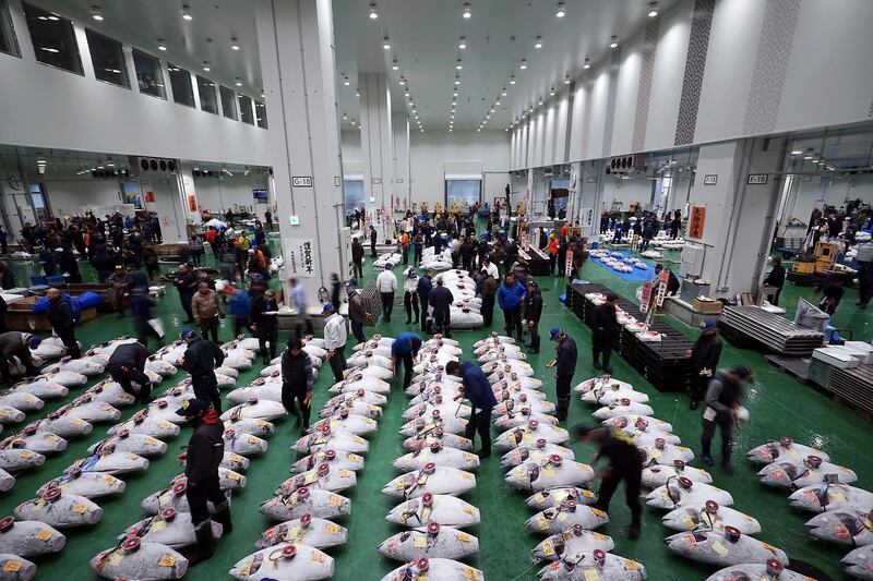Prospective buyers inspect the quality of tuna before the first auction of the year at the newly-opened Toyosu Market in Tokyo. AP
