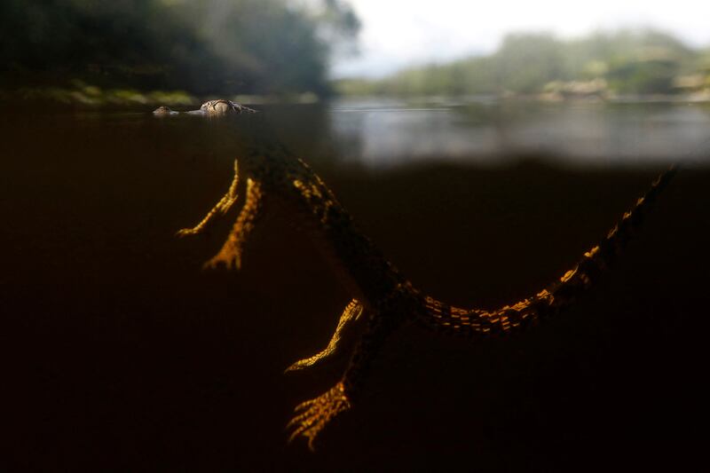 'We are trying to bring them back from the edge of extinction,' Mr Perez said as the spotted reptile, mouth full of fine teeth, swished its striped tail and disappeared.