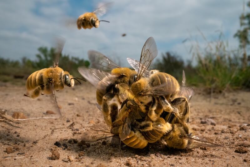 The big buzz by Karine Aigner, overall winner and winner of the Behaviour: Invertebrates category.