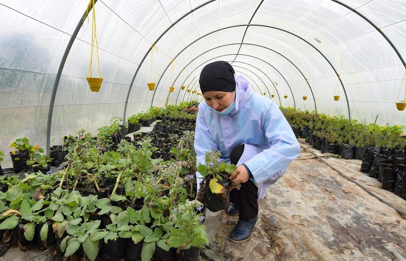 Organic farmer Sonia Ibidhi tends plants in a polytunnel on the farm where she produces edible flowers, at the northwestern Tunisian coastal town of Tabarka. AFP