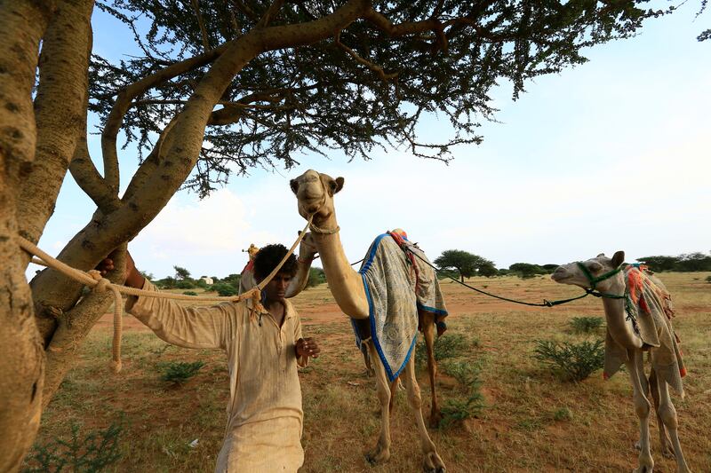 Rest is as important as the training to ensure the camels are up to speed.