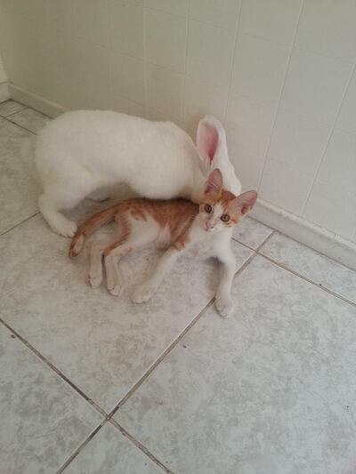 A kitten I found outside my office became best friends with the rabbit that someone had thrown out, like rubbish