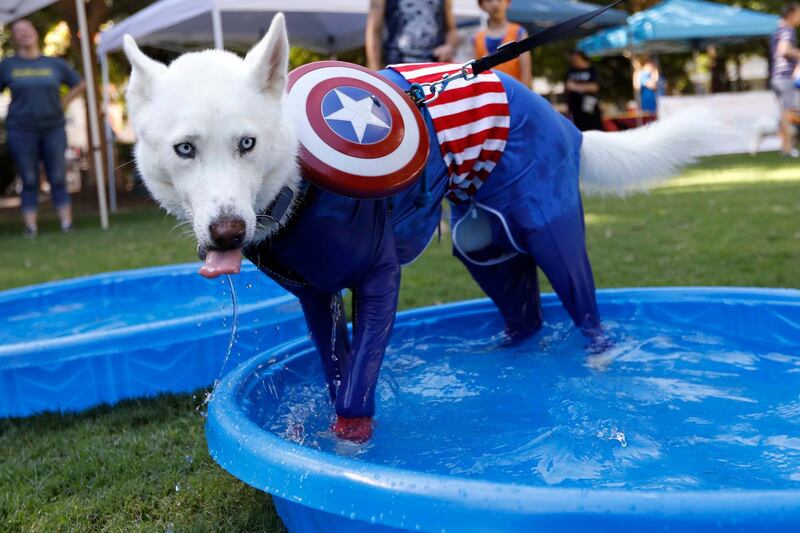 A Siberian Husky in a Captain America costume takes a dip in the pool during Doggy Con in Woodruff Park, Saturday, Aug. 17, 2019, in Atlanta. Event organizers said they set up dog cooling stations to help prevent dogs from overheating during the event, which occurred on a 90-degree (32.2 Celsius) day. (AP Photo/Andrea Smith)